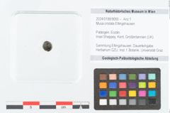 Foto (Objekt + Etikett) von Musa cristata Ettingshausen (NHMW-GEO-2024-0188-9065)
